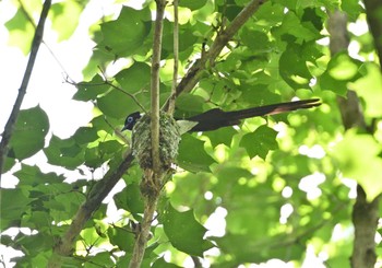 2022年6月4日(土) 八王子城跡の野鳥観察記録