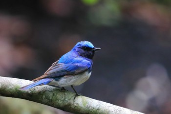 Blue-and-white Flycatcher Unknown Spots Sat, 6/4/2022