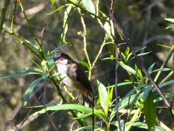 Red-whiskered Bulbul Field of Mars Reserve, East Ryde, NSW, Australia Sat, 6/4/2022