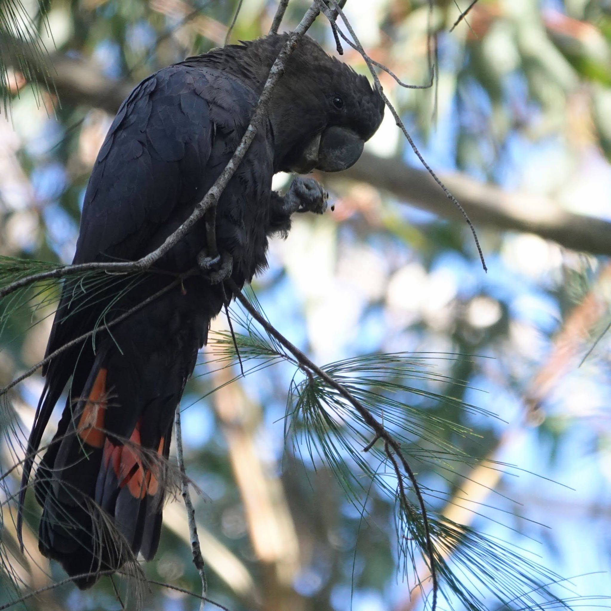 Fitzroy Falls, NSW, Australia テリクロオウムの写真 by Maki