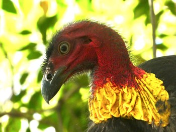 Australian Brushturkey Mowbray Park, Lane Cove North, NSW, Ausyralia Wed, 7/29/2020