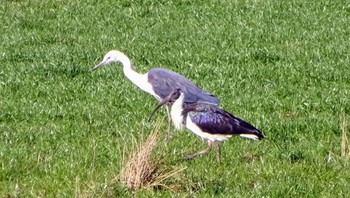 シロガシラサギ Balmoral Falls, Wildes Meadow, NSW, Australia 2020年7月20日(月)