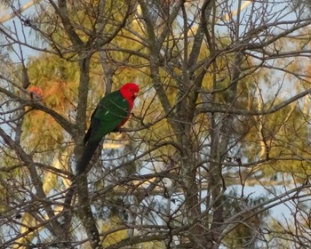 キンショウジョウインコ Bowral, NSW, Australia 2020年7月19日(日)