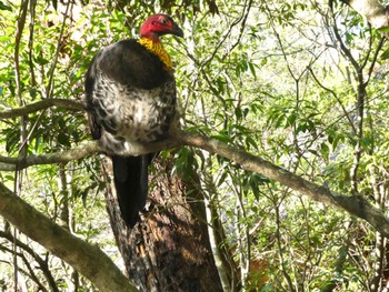 Australian Brushturkey Mowbray Park, Lane Cove North, NSW, Ausyralia Wed, 7/29/2020