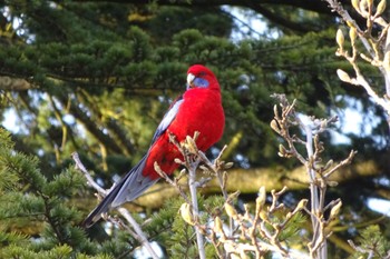 Crimson Rosella Bowral, NSW, Australia Sun, 7/19/2020