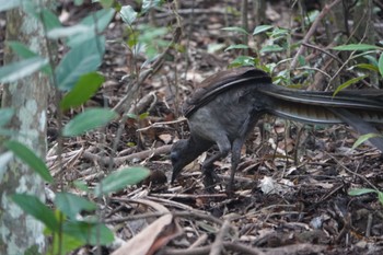 コトドリ Minnamurra Rainforest, Jamberoo, NSW, Australia 2020年7月18日(土)