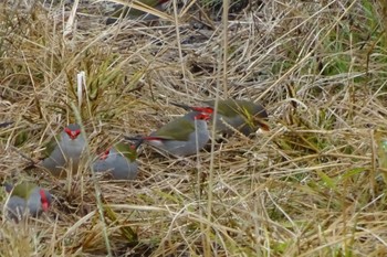 Red-browed Finch Dindundra Falls Reserve, Terrey Hills, NSW, Australia Sat, 7/11/2020