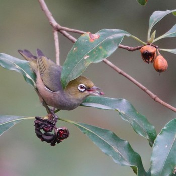 Silvereye Field of Mars Reserve, East Ryde, NSW, Australia Sun, 6/28/2020