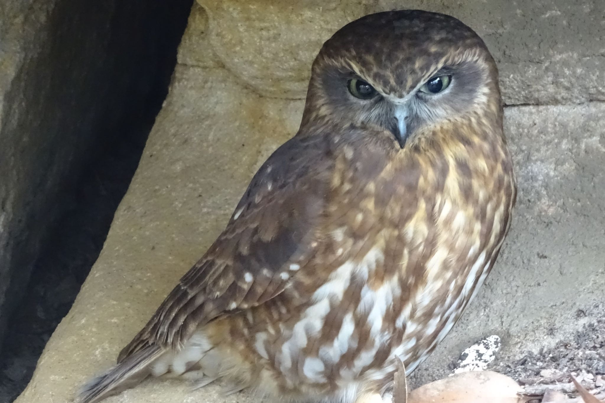 Field of Mars Reserve, East Ryde, NSW, Australia ミナミアオバズクの写真 by Maki