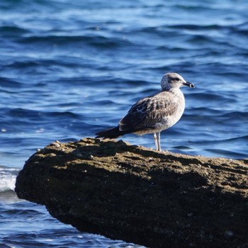 ミナミオオセグロカモメ La Perouse, NSW, Australia 2020年6月20日(土)