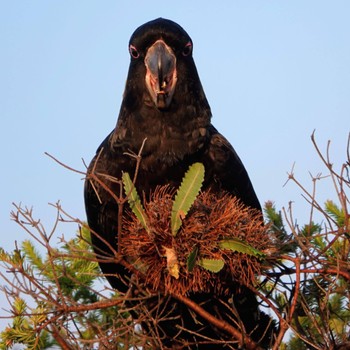 Yellow-tailed Black Cockatoo Malabar Headland National Park, NSW, Australia Sat, 6/20/2020