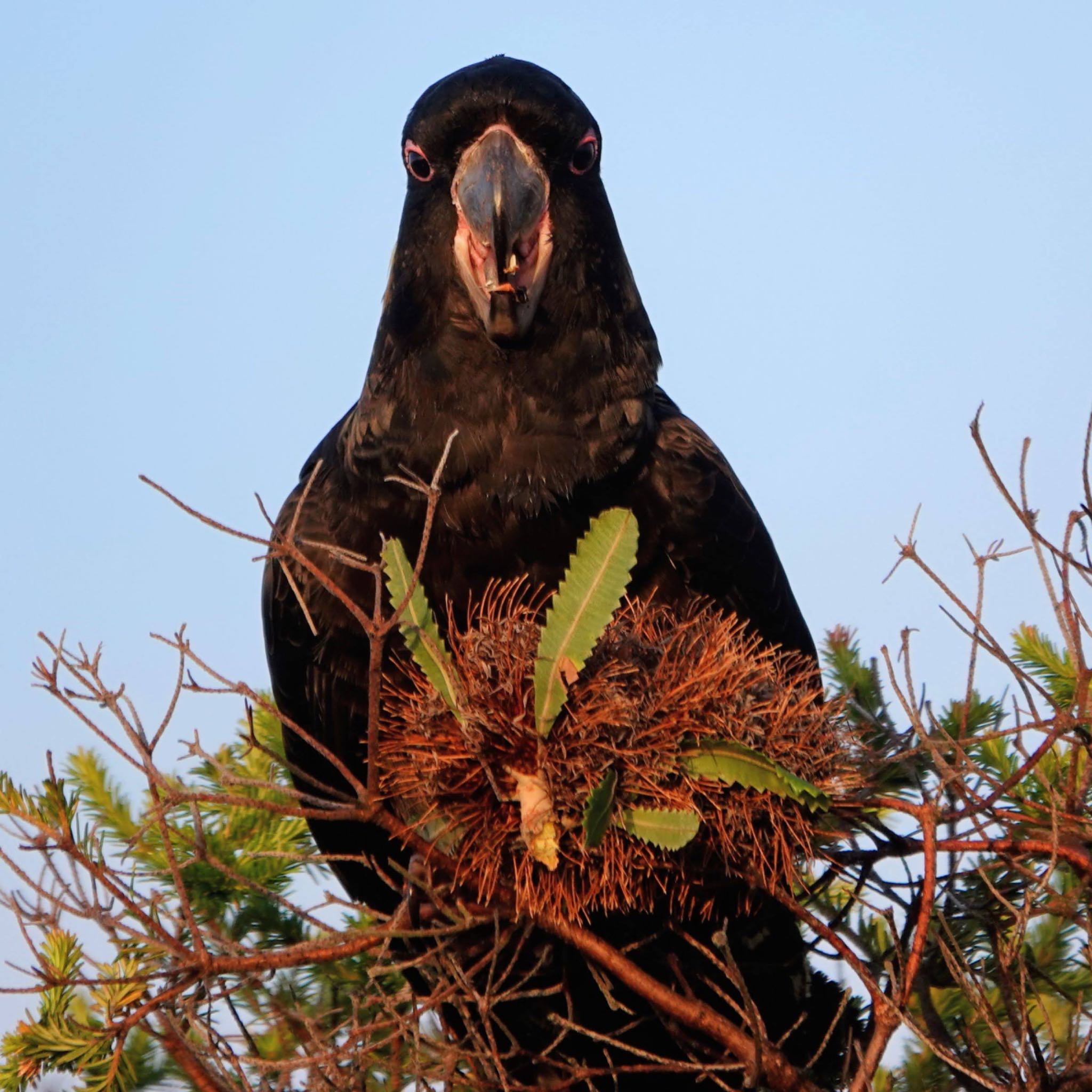 Malabar Headland National Park, NSW, Australia キイロオクロオウムの写真 by Maki