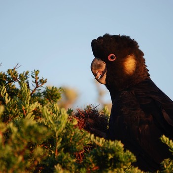 キイロオクロオウム Malabar Headland National Park, NSW, Australia 2020年6月20日(土)