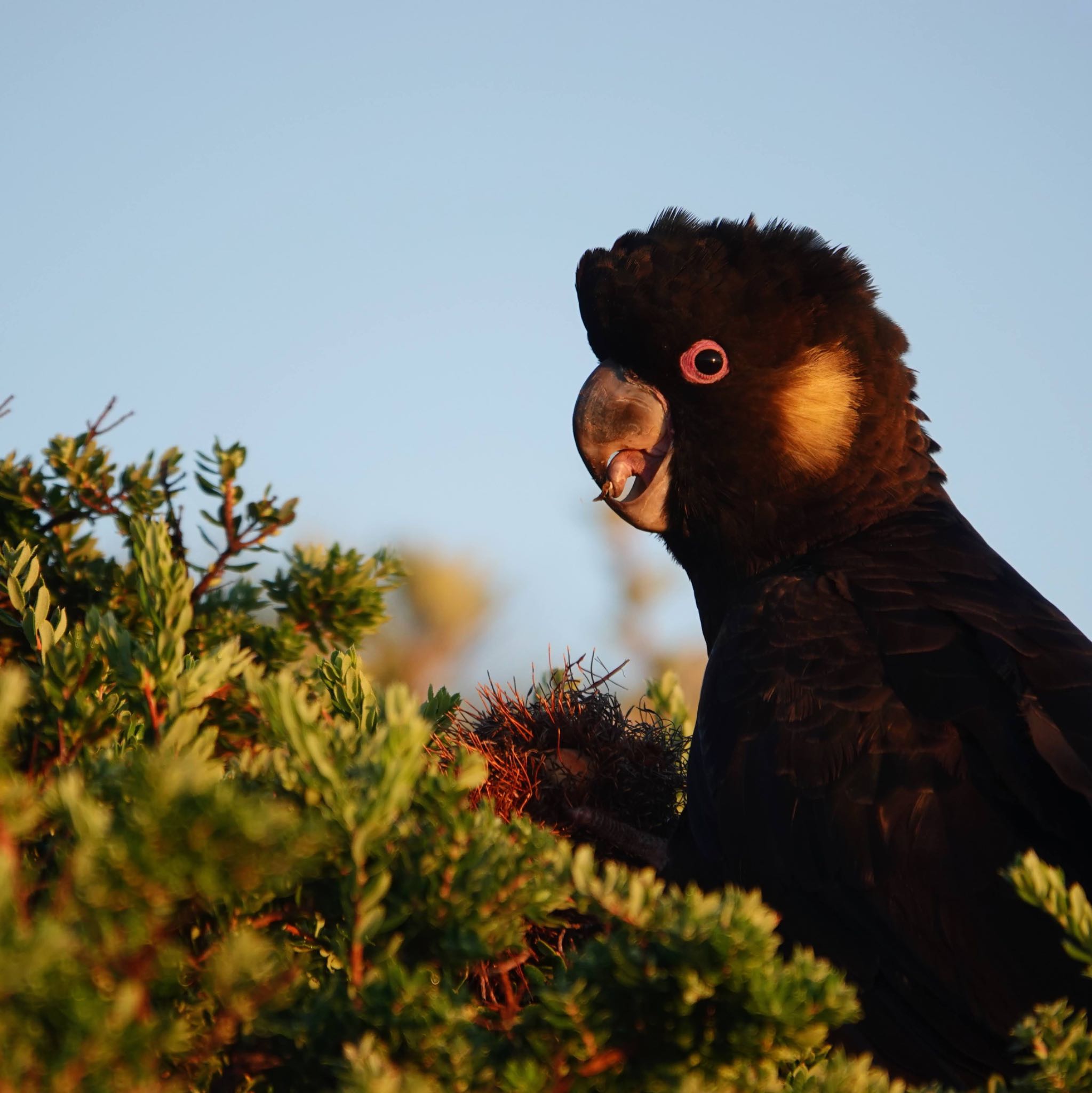 Malabar Headland National Park, NSW, Australia キイロオクロオウムの写真 by Maki