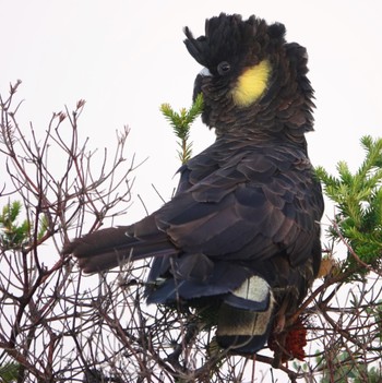 Yellow-tailed Black Cockatoo Malabar Headland National Park, NSW, Australia Sat, 6/20/2020