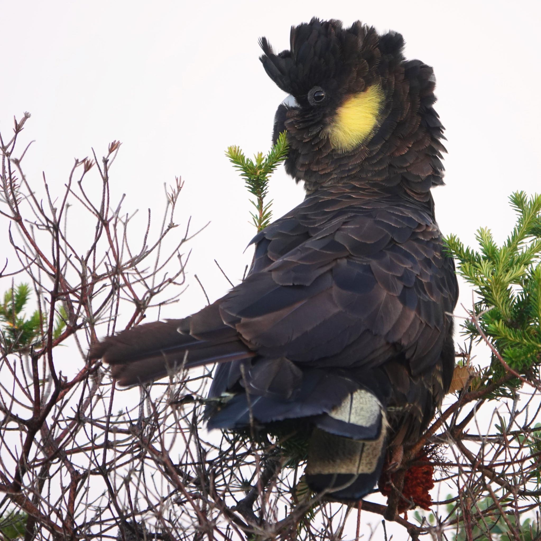 Malabar Headland National Park, NSW, Australia キイロオクロオウムの写真 by Maki