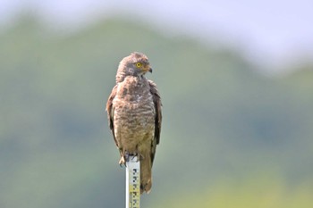 Grey-faced Buzzard 稲敷市甘田干拓 Sat, 6/4/2022