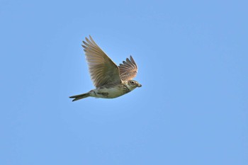 Eurasian Skylark 稲敷市甘田干拓 Sat, 6/4/2022