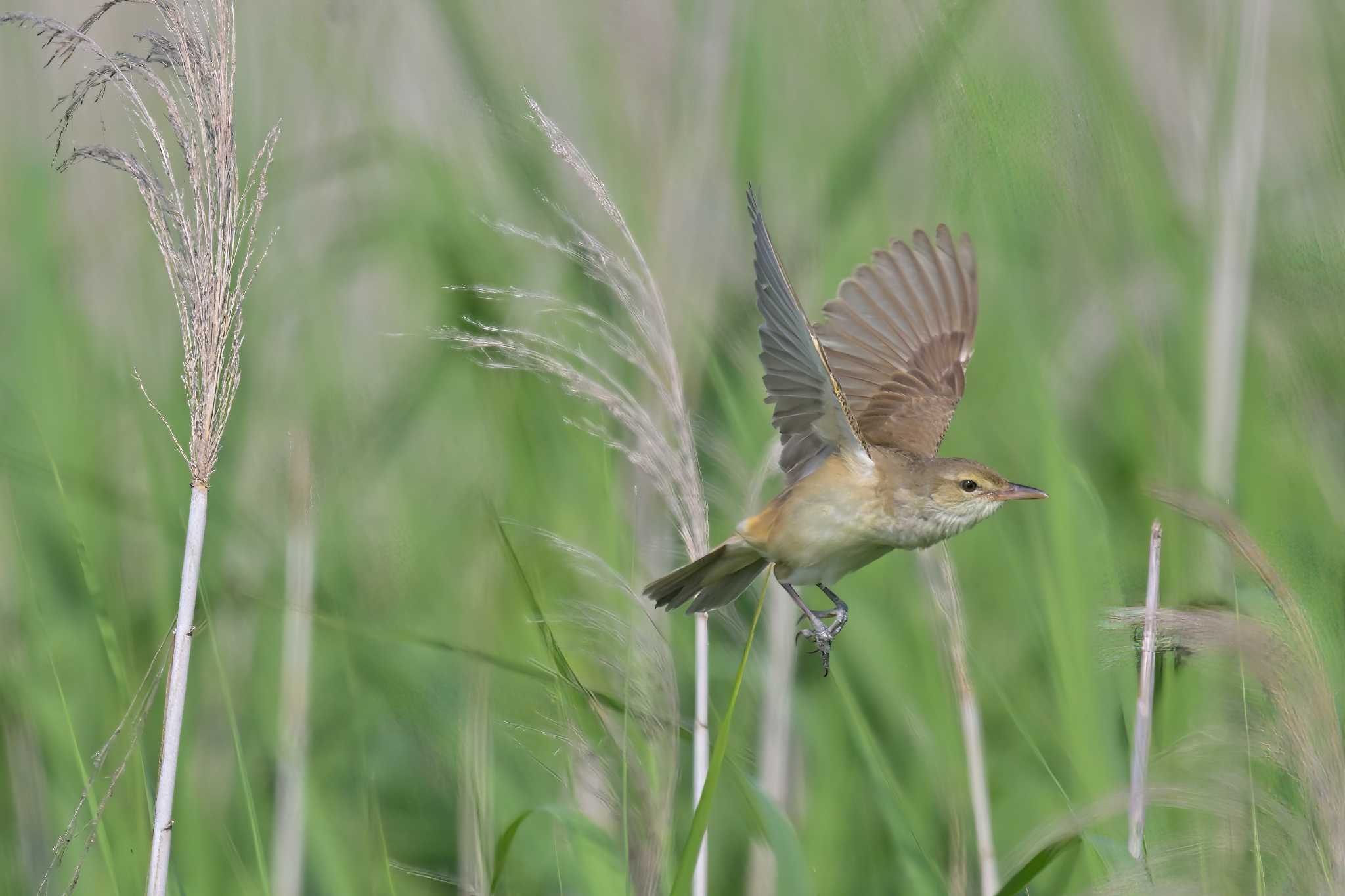 稲敷市甘田干拓 オオセッカの写真 by birds@hide3