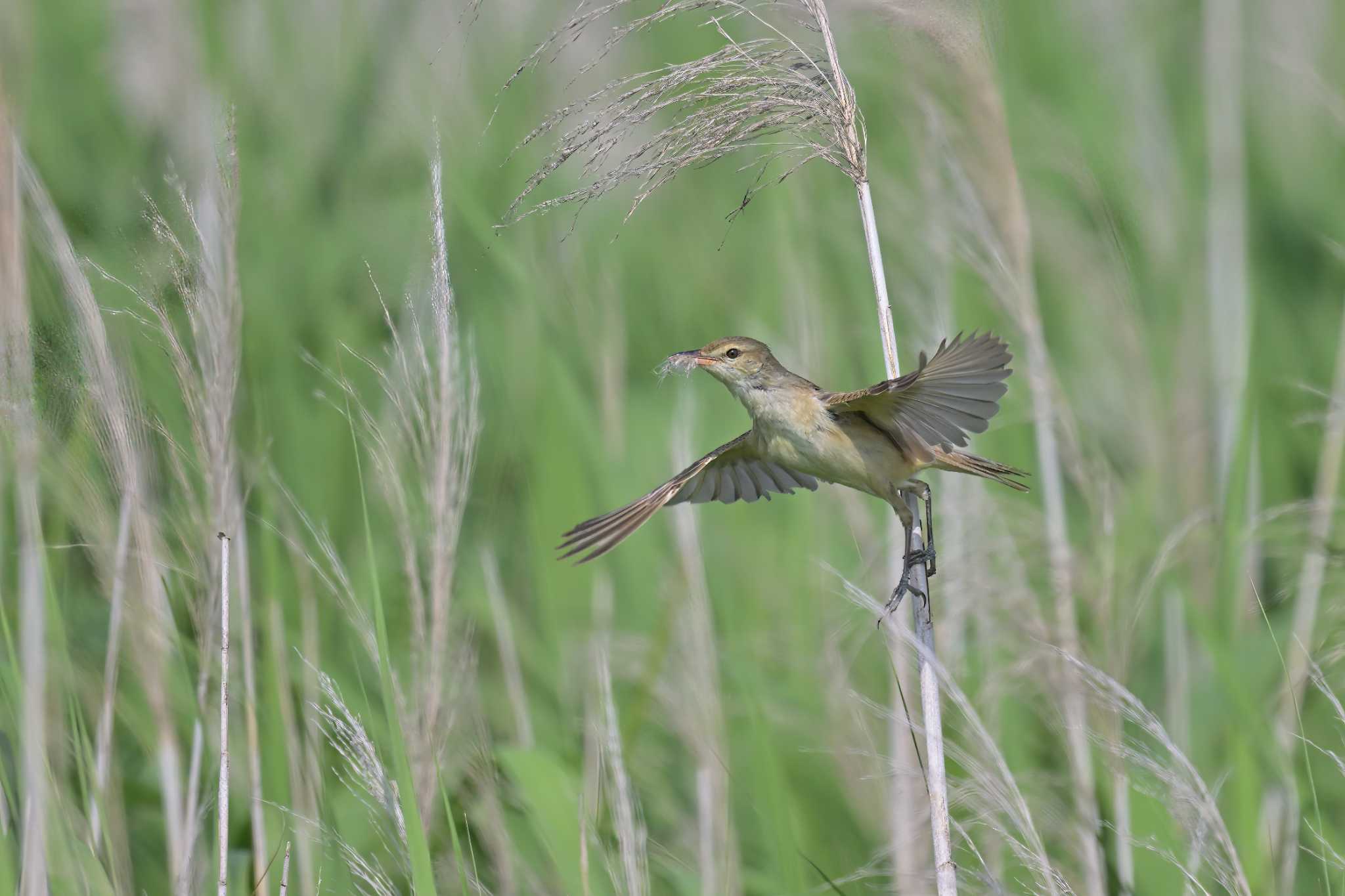 稲敷市甘田干拓 オオセッカの写真 by birds@hide3