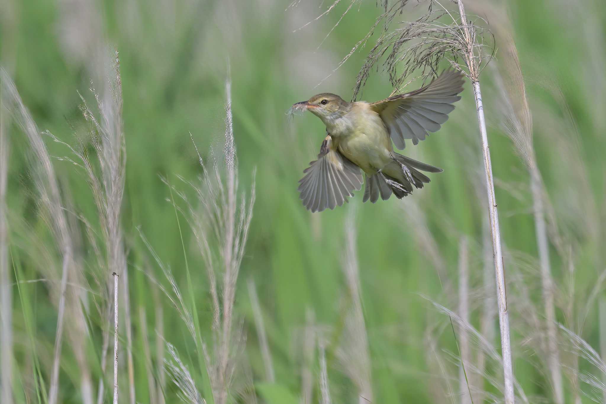 稲敷市甘田干拓 オオセッカの写真 by birds@hide3