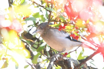 2017年12月27日(水) 谷津干潟の野鳥観察記録