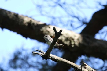 コサメビタキ 埼玉県県民の森 2022年6月4日(土)