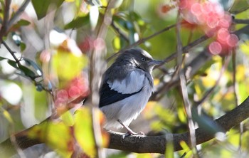 カラムクドリ 谷津干潟 2017年12月27日(水)