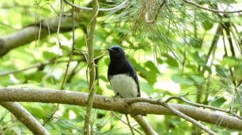 Blue-and-white Flycatcher Arima Fuji Park Sat, 6/4/2022