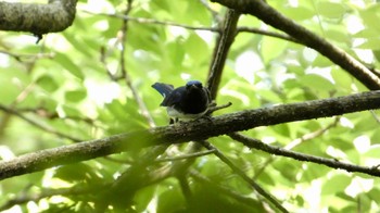 Blue-and-white Flycatcher Arima Fuji Park Sat, 6/4/2022