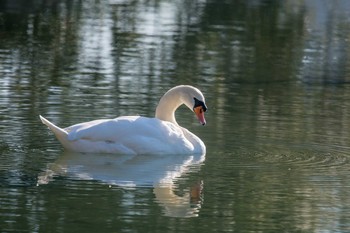 コブハクチョウ 明石公園 2017年12月20日(水)