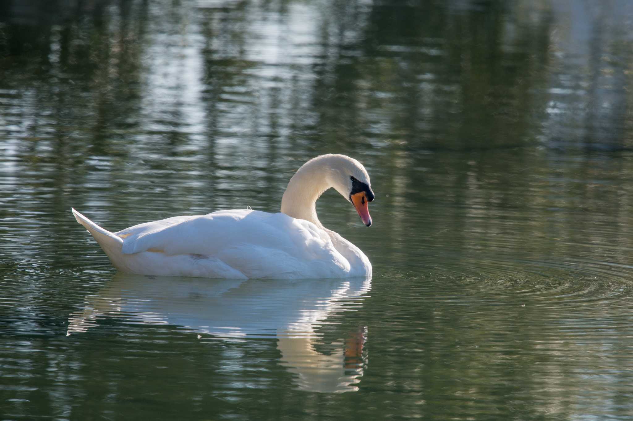 Photo of Mute Swan at Akashi Park by ときのたまお