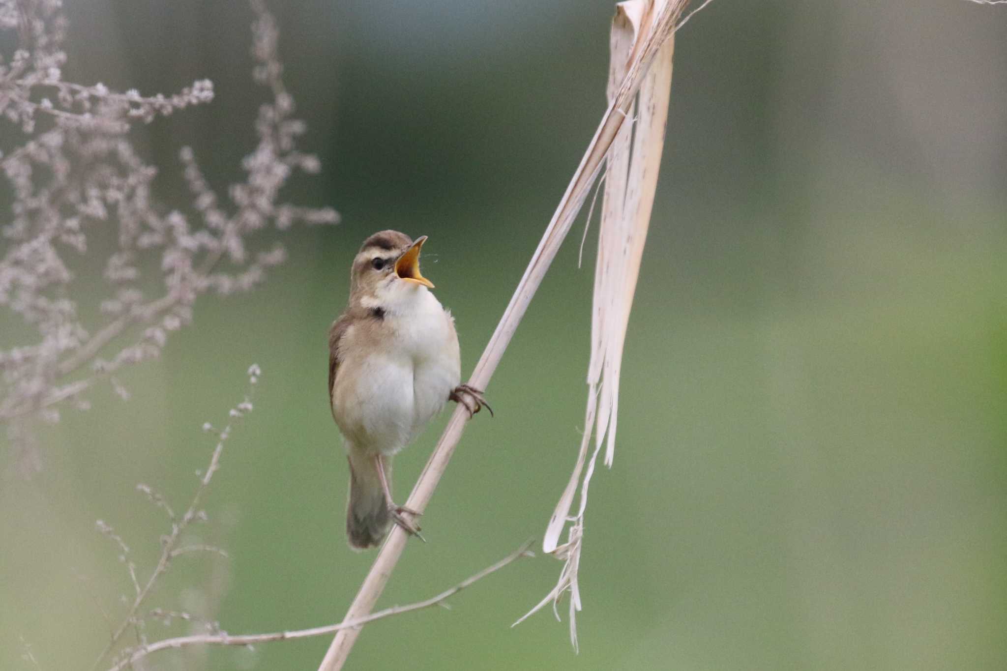 Black-browed Reed Warbler