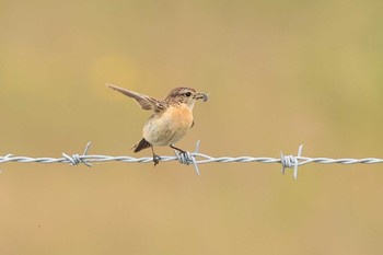 2022年6月4日(土) 北海道　函館市　函館空港の野鳥観察記録