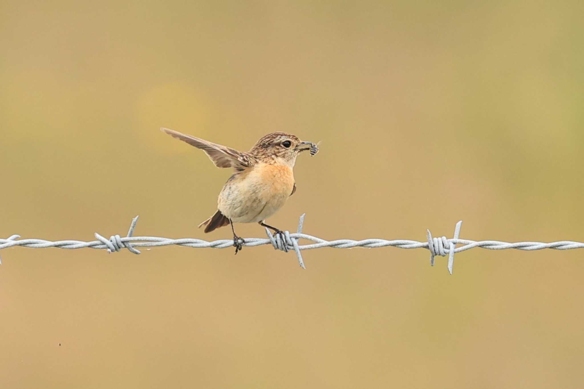 Amur Stonechat