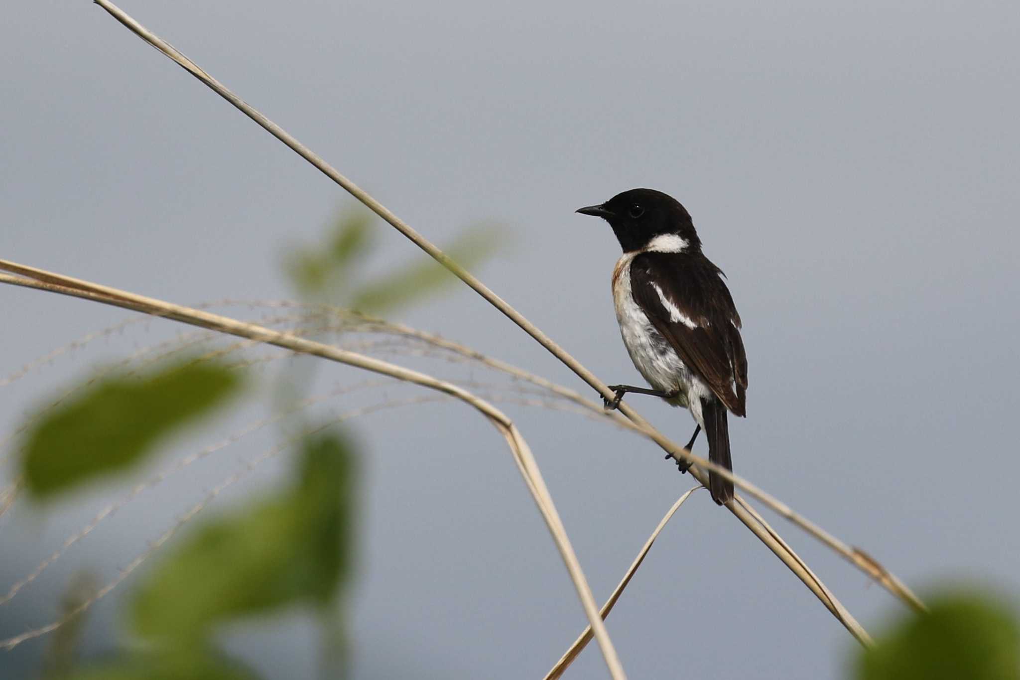 Amur Stonechat