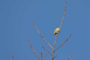 2017年12月28日(木) 名古屋牧野が池公園の野鳥観察記録