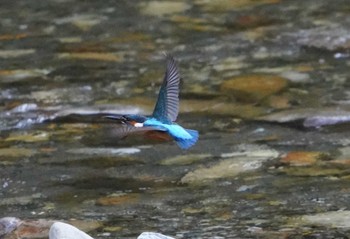 カワセミ 和歌山県 2022年5月27日(金)