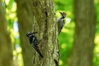 2022年6月4日(土) 西岡公園(西岡水源地)の野鳥観察記録