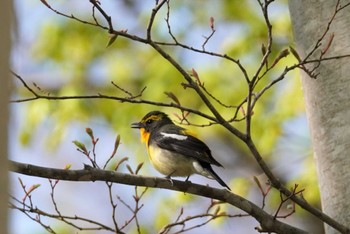 キビタキ 旭山記念公園 2022年5月10日(火)