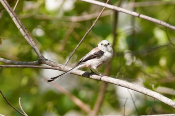 シマエナガ 旭山記念公園 2022年5月10日(火)