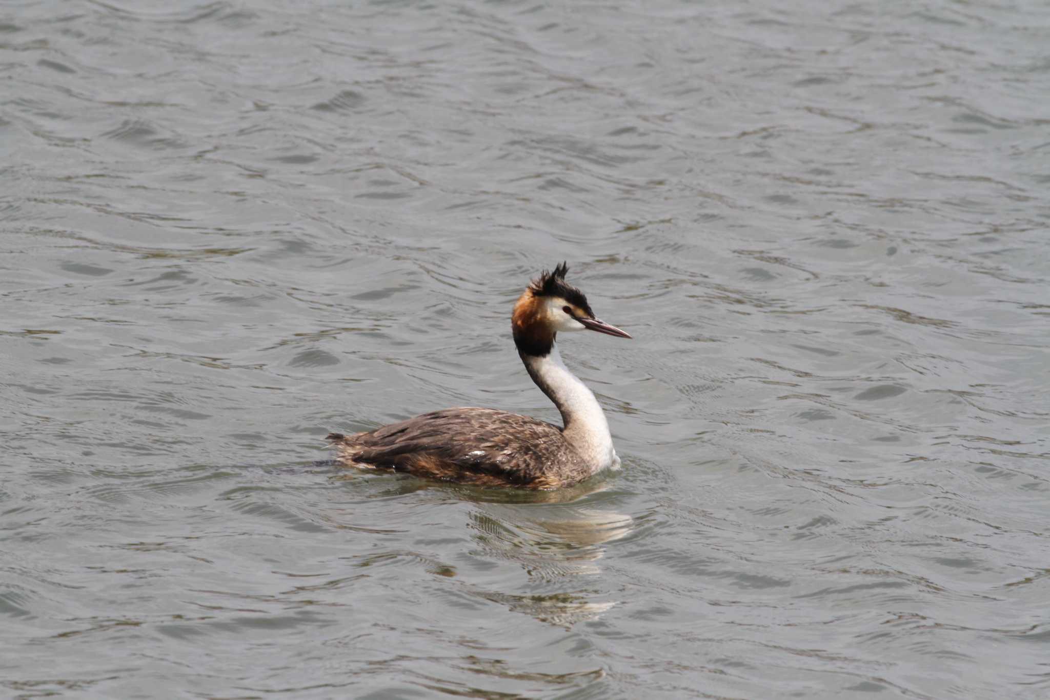 Photo of Great Crested Grebe at Gonushi Coast by サンダーバード