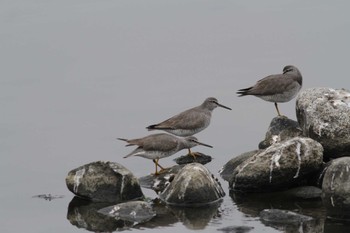Sat, 5/21/2022 Birding report at Gonushi Coast