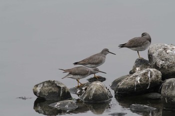 Grey-tailed Tattler Gonushi Coast Sat, 5/21/2022