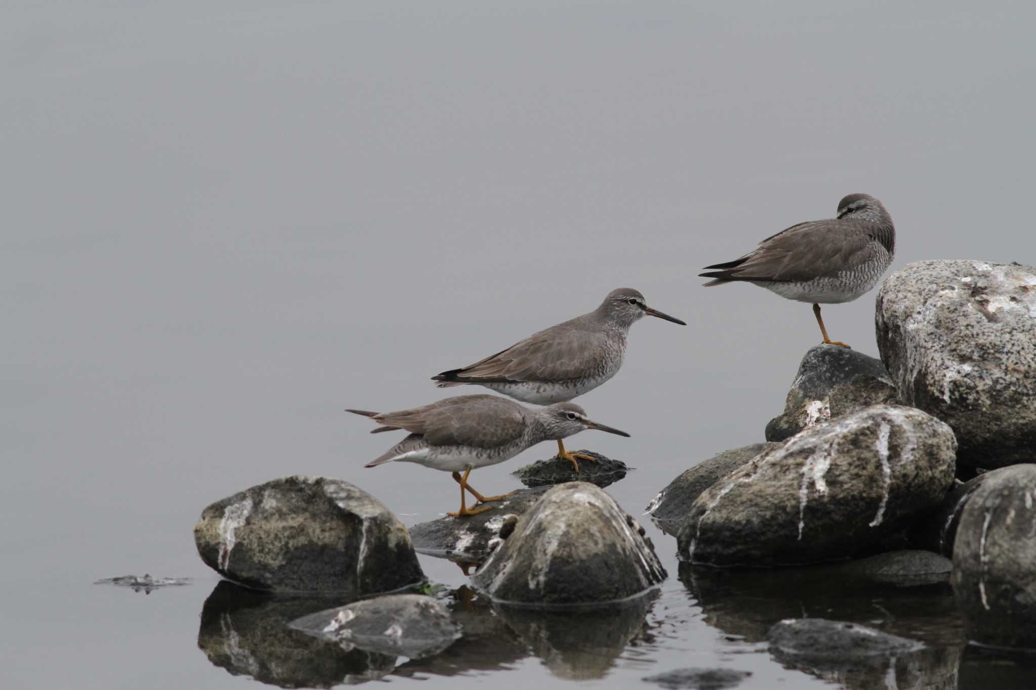 Grey-tailed Tattler