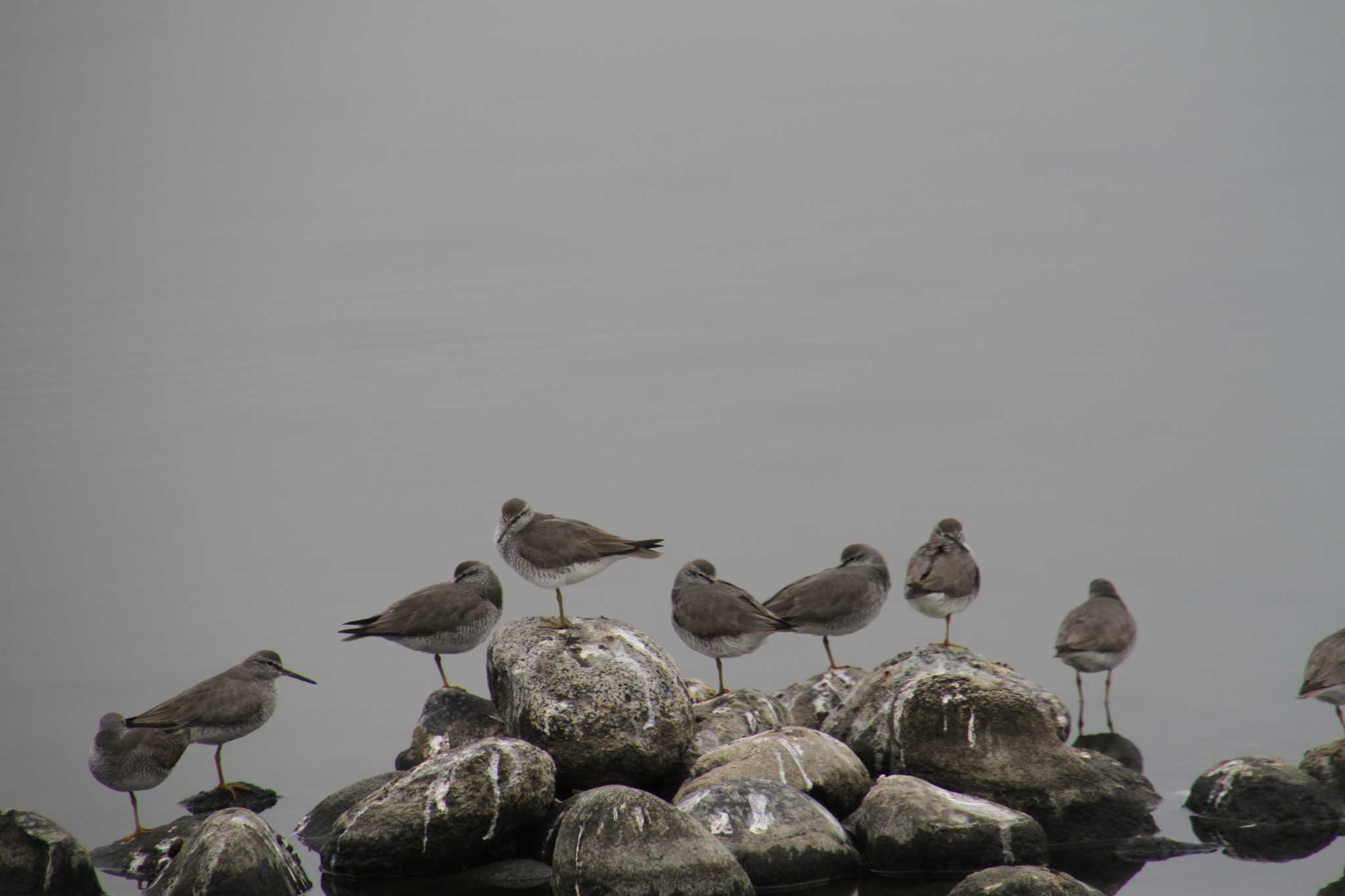 Grey-tailed Tattler