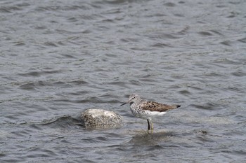 Common Greenshank Gonushi Coast Sat, 5/14/2022