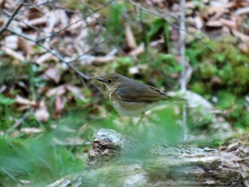 2022年6月4日(土) 段戸裏谷の野鳥観察記録