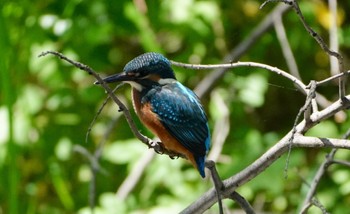 2022年6月4日(土) 佐竹公園(大阪府吹田市)の野鳥観察記録