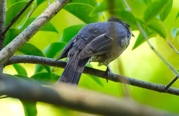 2022年6月4日(土) 千里東町公園の野鳥観察記録